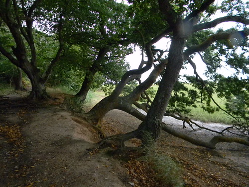 Gnarled trees Chichester to West Wittering