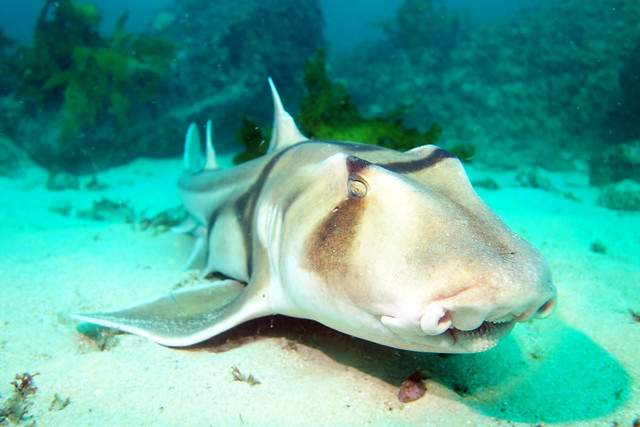 Port Jackson shark - Heterodontus portusjacksoni
