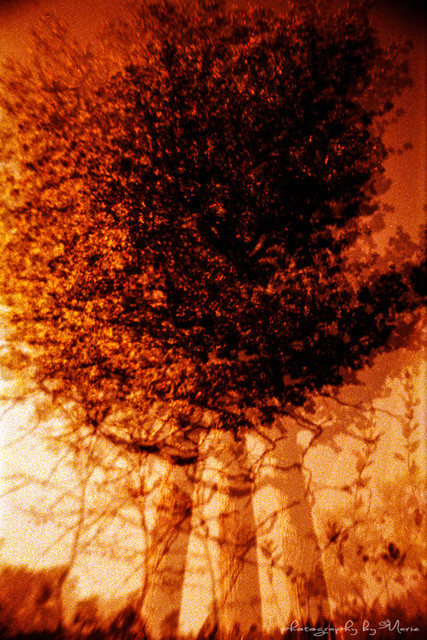 Tree inferno in redscale