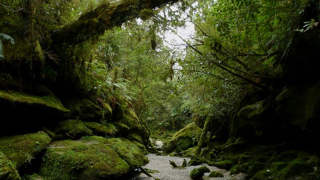 Cave Creek, Paparoa National Park