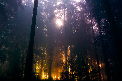 Humming in the Dark | by EdwardCh4ng
