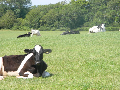 Past cows Lewes to Berwick