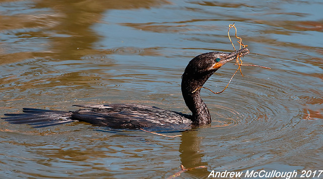 Neotropic Cormorant with Nest Material