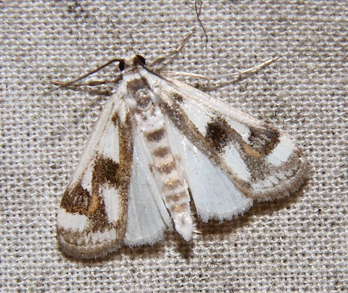 Polymorphic Pondweed Moth | by Eric C. Reuter