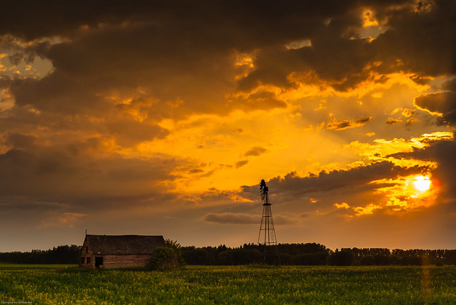 Farmhouse, canola field, windmill and setting sun (perspective 2)