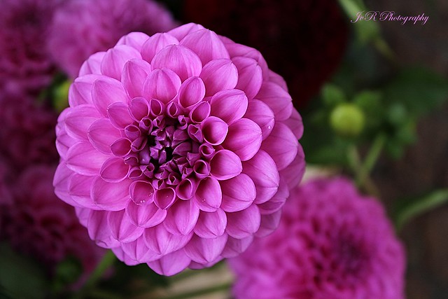 Pink Dhalia Flowers