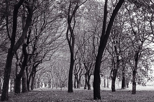trees nature blackwhite lippocikarang