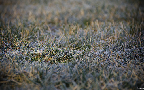 travel winter cold nature grass md nikon frost frostygrass nikond7000
