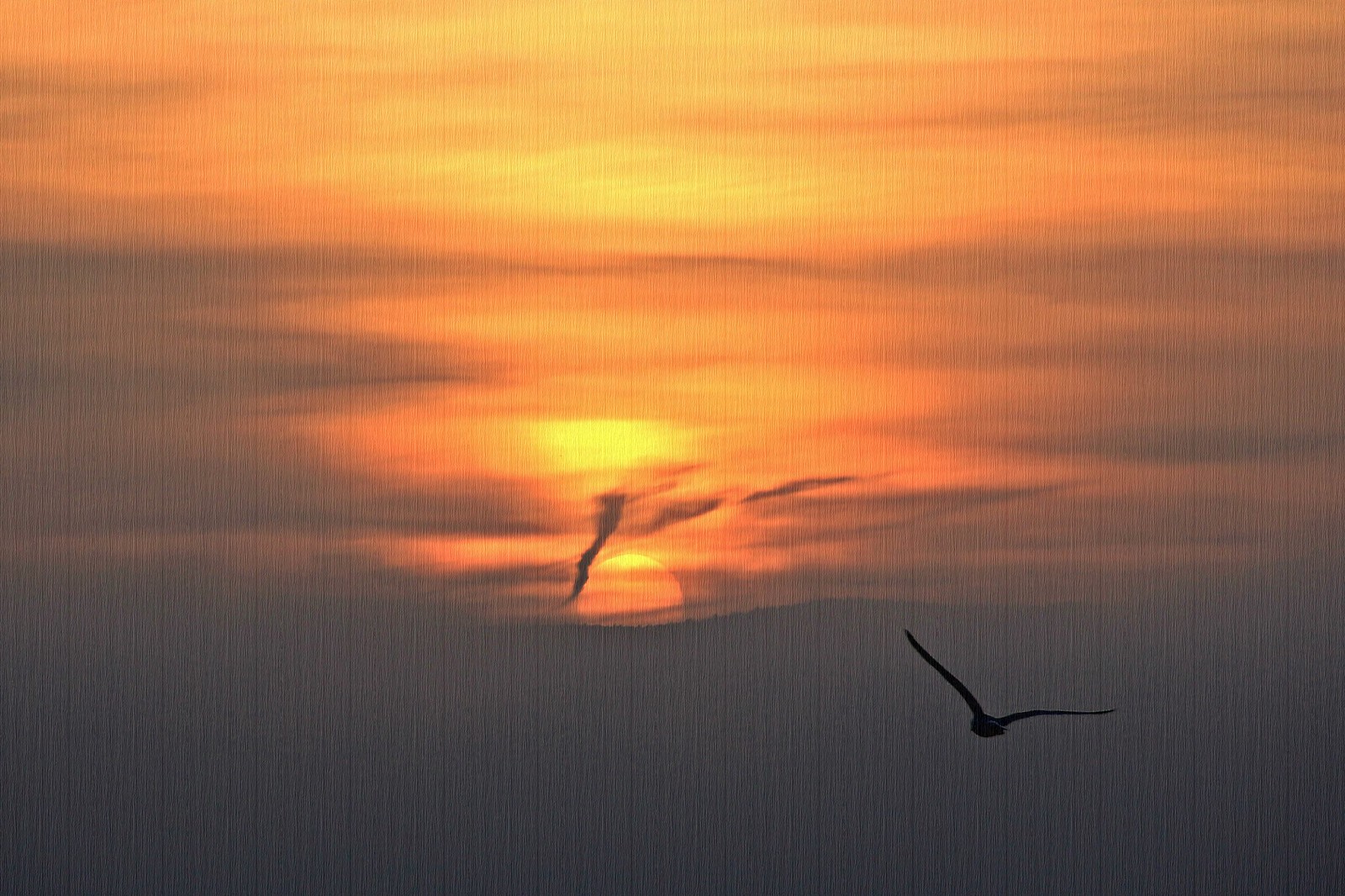 #sunrise #seagull #clouds