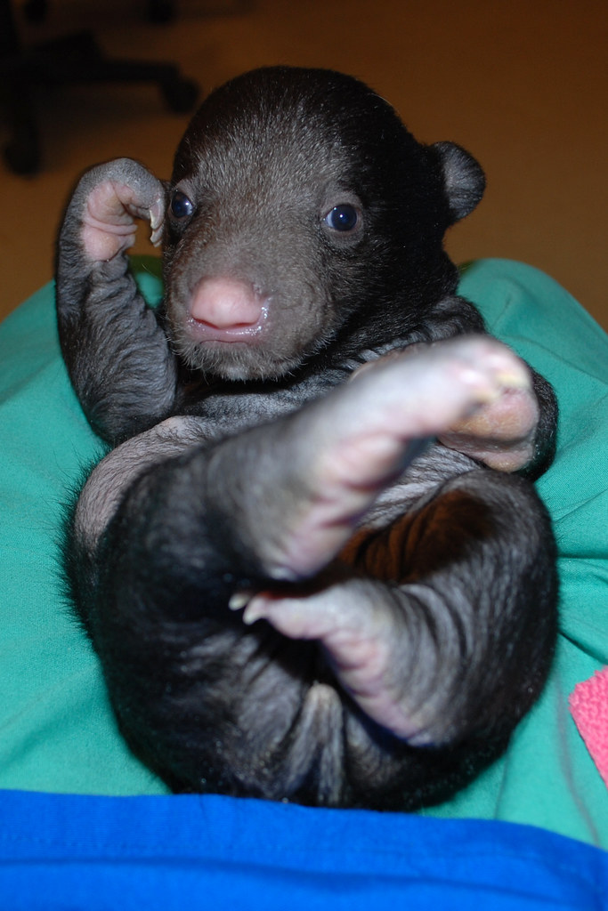 Hand Rearing Bear Keepers Hand-Rearing Sloth Bear Cub at the National Zoo | Flickr