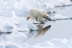 Polar Bears near the North Pole