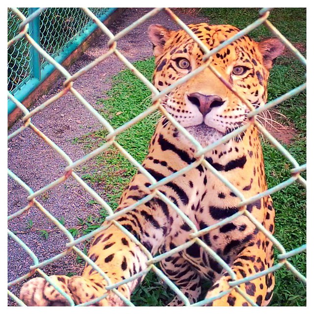 Encuentro cercano con el Jaguar! #guatemala #cat #gato #felino #aviaryphoto #guategram #retoinstagrampl #irtra #xetulul