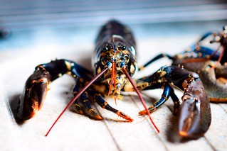 Hummer / Lobster | by michaeltk