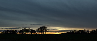 Two Views of an Evening Copse 1