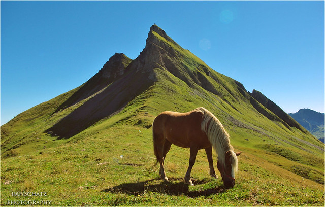 wild horse in front of Damülser Mittagsspitze