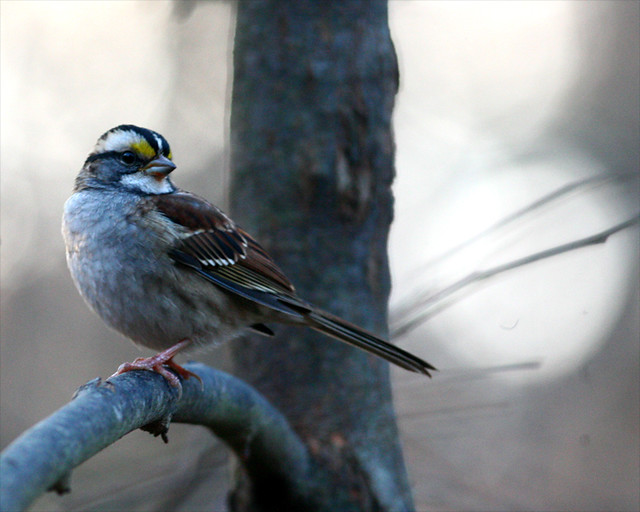 White-Throated-Sparrow 25b (Zonotrichia albicollis)