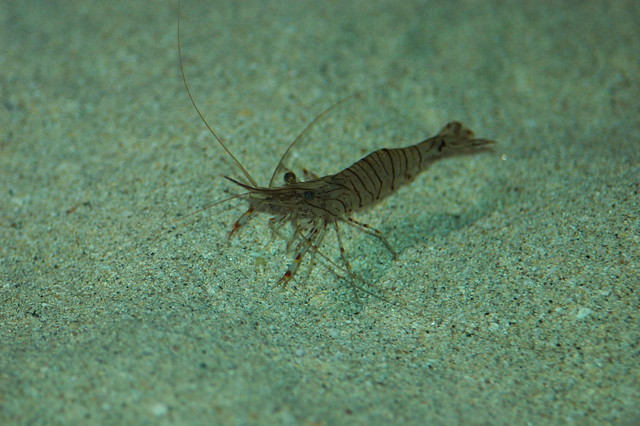 Palaemon serratus (Common prawn / Gezaagde steurgarnaal)