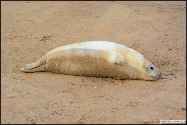 Seal Pup @ Donna Nook Nature Reserve, Lincolnshire