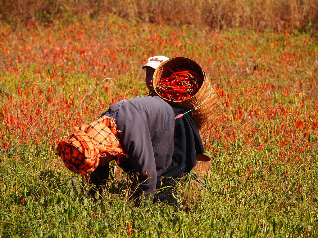 Pa-Oh woman harvesting chillies (Myanmar 2013)