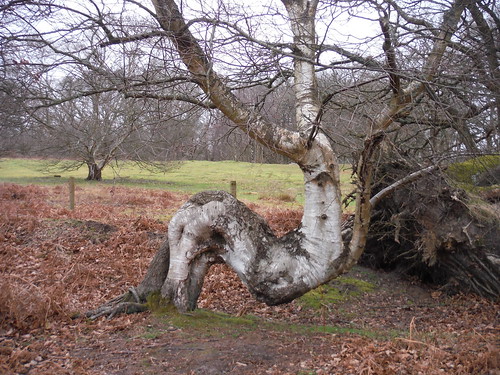 What a Tree! (Thursley Common) SWC Walk 144 Haslemere to Farnham