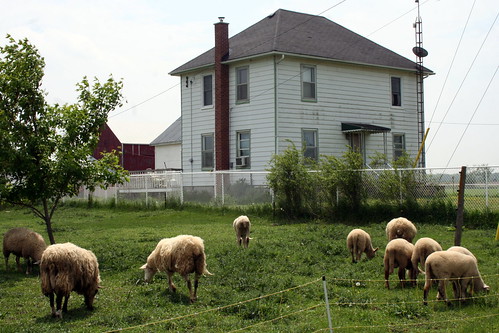 ontario sheep hoardsstation