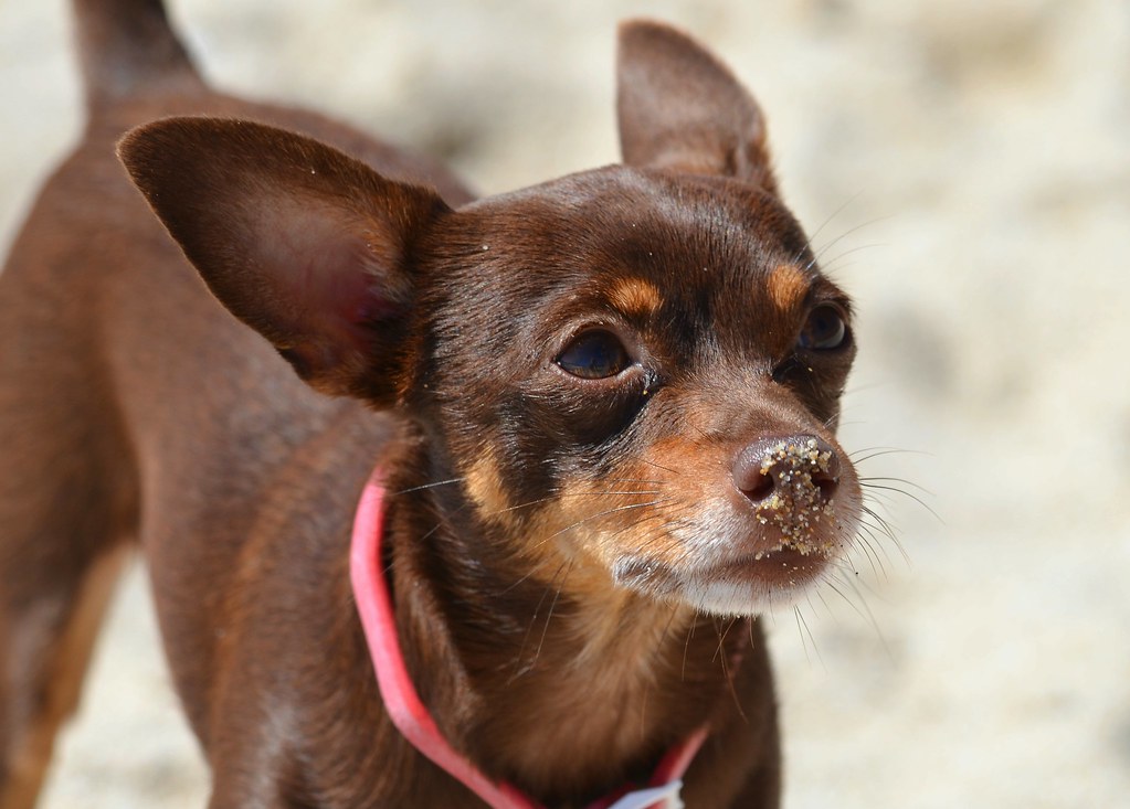 Beach Dog