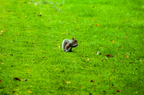 Squirrel eating, East Park