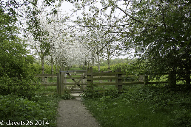 Rothervalley Trees in Blossom-6528