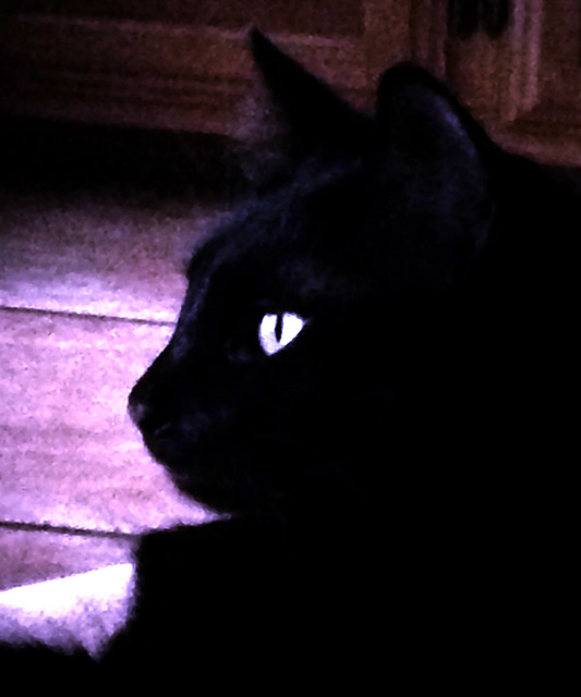 die schwarze Katze
