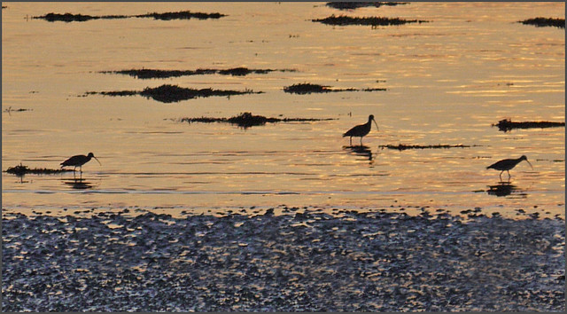 curlews at sunset