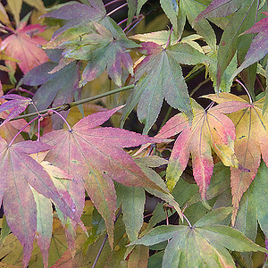 Natural Colors and Light | Flickr