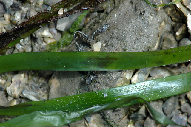 Zostera marina (Common eelgrass or Seawrack / Groot zeegras) 1398