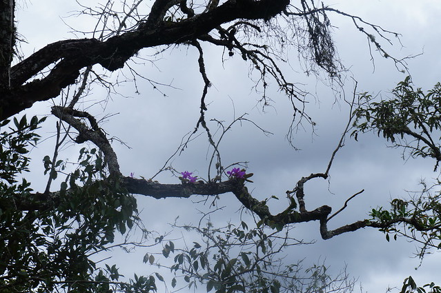 Cattleya walkeriana habitat