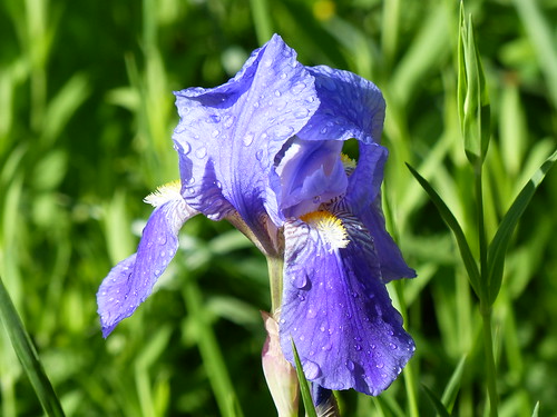 Iris | by Marc Péquignot