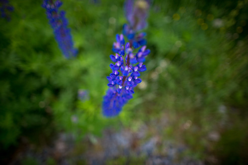 travel flowers blue summer green slr nature colors digital forest canon finland photography eos photo europe flickr view purple image photos bokeh pics vibrant perspective picture vivid pic photographs shutter dslr 5dmkiii 5dmarkiii youperspective