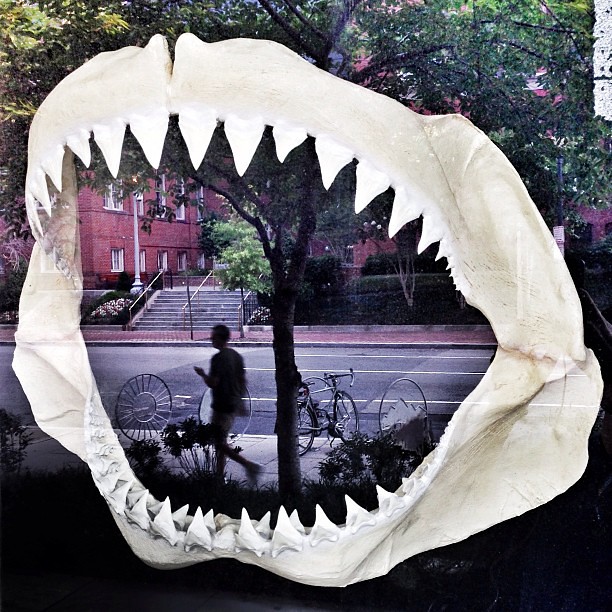 Washington DC | June 25, 2013 At @natgeo for some meetings today. Look out for the teeth! #photojournalism #picoftheday #photooftheday #documentary #reportage #igers #iphoneography #mobilephotography #streetphotography #reflection #teeth #shark #holycrap