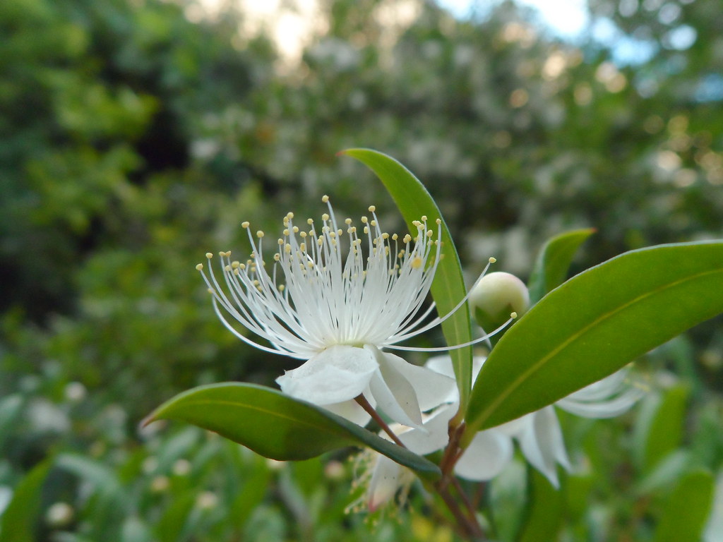 myrtle's flower | Fiore della pianta di mirto. | Daniela | Flickr