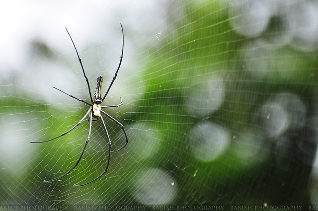 Giant Wood Spider (Nephila clavipes)