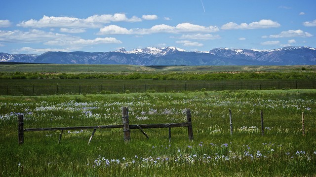 Wild Iris Meadow