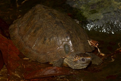 Malayan Flat-shelled Turtle & Leech | Malayan Flat-shelled T… | Flickr