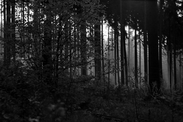 Wald - forest, 04