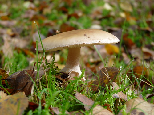 Mushroom + Insect + Autumn