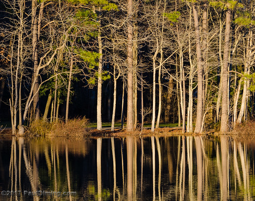 d7000 dailyphoto landscape midlothian midlothianvirginia pauldiming swiftcreekreservoir tree virginia winter lake reflection reflections trees unitedstates