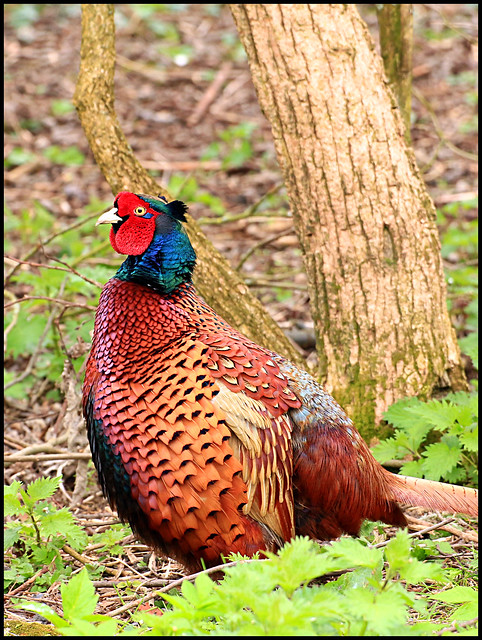 pheasant - male