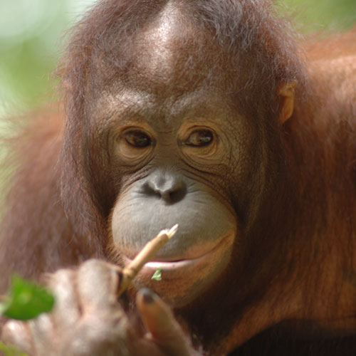Orang utan