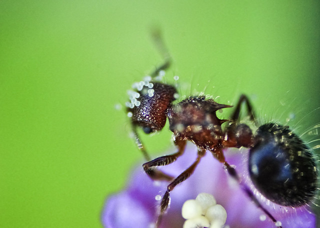 Dewey ant