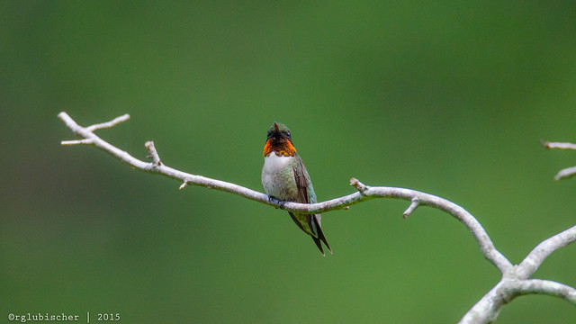 Birds of Allaire - Ruby-Throated Hummingbird - 1