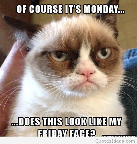 Funny-Grumpy-Cat-meme-quote-I-hate-monday | quotesideas quotes | Flickr
