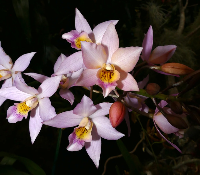 photographed at the 2017 pacific orchid & garden exposition, Ledienara (Dialaelia) Controversy hybrid orchid