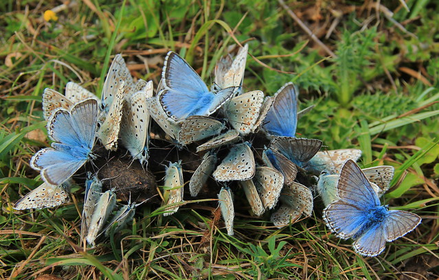 Chalkhill Blue - Polyommatus coridon